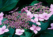 Hydrangea macrophylla 'Blue Wave'