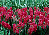 Hyacinthus 'Jan Bos' Hyazinthen