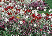 Tulipa (Lily-flowered tulips) with Silene carnations