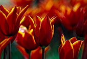 Tulipa 'Aladdin' (Lilienblütige Tulpe)
