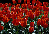 Tulipa (tulips)