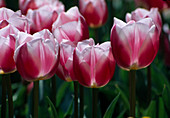 Tulipa 'Valentine' (Pinke Tulipen) mit weißem Rand