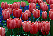 Tulipa 'Pink Impression' tulips
