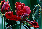 Tulipa 'Rococo' Papageien Tulpe