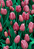 Tulipa 'Happy Familly' Tulpen
