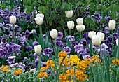 Tulipa 'Inzell', Viola Vernale, Atlantis