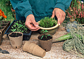 Pricking out seedlings