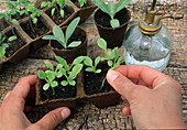 Pricking out seedlings