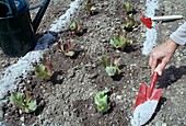 Holzasche um frisch gepflanzten Salat (Lactuca) soll Schädlinge abhalten