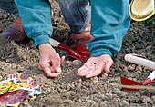 Sowing sunflowers