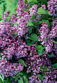 Syringa vulgaris (Lilac)