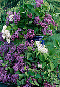 Syringa (Flieder)