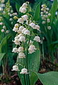 Convallaria