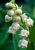 Convallaria