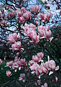 Magnolia soulangeana (Tulpen Magnolie)