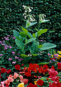 Nicotiana sylvestris (ornamental tobacco), Begonia (begonias) and Ageratum (liverwort)