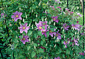 Clematis 'Barbara Jackman' (Wood Vine)