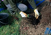 Rose planting: Planting a rose with rose soil