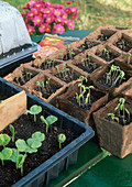 Seedlings