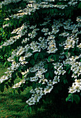 Viburnum plicatum 'Mariesii' (Etagen-Schneeball)