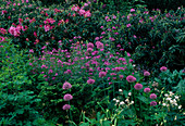 Allium, Aquilegia, Rhododendron, Lunaria