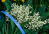 Spring arrangement with Convallaria