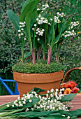 Spring arrangement with Convallaria