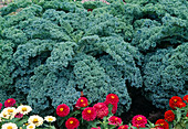 Grünkohl (Brassica oleracea var. sabellica L.) mit Zinnia (Zinnien) im Beet