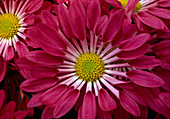 Chrysanthemum indicum (Autumn Chrysanthemum)