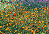 Cosmos sulfureus 'Diablo'