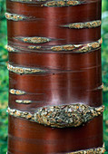 Bark of Prunus serrula (Mahogany Cherry)