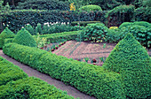 Hedges and cones of buxus (boxwood) as borders for vegetable gardens, rows with onions (Allium cepa), lettuce (Lactuca)