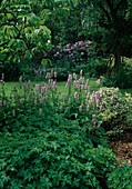 Schattengarten Polygonum, Geranium, Euonymus, Rhododendron