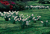 Narcissus 'Flower Record' (Narzissen) auf der Wiese