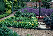Gravel path between beds with borders, calendula (marigold), chard (Beta vulgaris), nepeta (catmint), arbour with wooden benches overgrown with Humulus lupulus 'Aureus' (golden hops)