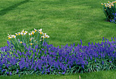Garden in spring with Muscari