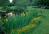 Teich im Garten, Iris pseudacorus (Sumpfiris) und Ranunculus acris (Hahnenfuss) als Ufer-Bepflanzung