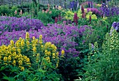 Ueppiges Staudenbeet: Lysimachia punctata (Goldfelberich), Geranium (Storchschnabel), Lupinus (Lupinen) und Alchemilla (Frauenmantel)