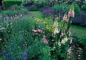 Lawn paths between beds with digitalis (foxglove), centaurea cyanus (cornflowers), nepeta (catmint), rosa (rose), anthemis (dyer's chamomile)
