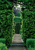 Hedge of Fagus sylvatica (beech) with archway as passageway