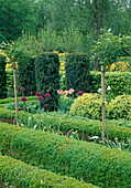 Formaler Garten Buxus, Taxus, Allium, Tulipa