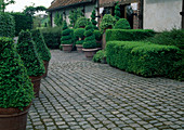 Pot garden with Buxus (box) Topiary in terracotta pots and hedges