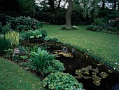 Teich mit Nymphaea (Seerosen), Iris pseudacorus 'Variegata' (Sumpfiris), am Ufer Epimedium (Elfenblumen), Hosta (Funkien), Primula (Primeln), hinten Rhododendron (Alpenrosen)