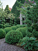 Buxus sempervirens