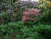 Azalea and rhododendron