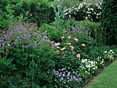 Beet mit Geranium (Storchschnabel), Rosa (Rosen), Viola cornuta (Hornveilchen)