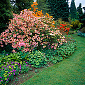 Azalea, Geranium