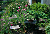 Small seating area by the border with Paeonia (peonies), knotweed, fern and pink (rose)