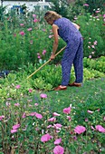 Woman hoeing between vegetables to loosen the soil