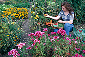Woman picking tomatoes (Lycopersicon) in the bed, basket with courgettes (Cucurbita) and beans (Phaseolus), Godetia (summer azalea, Atlas flower), Tagetes (marigolds)